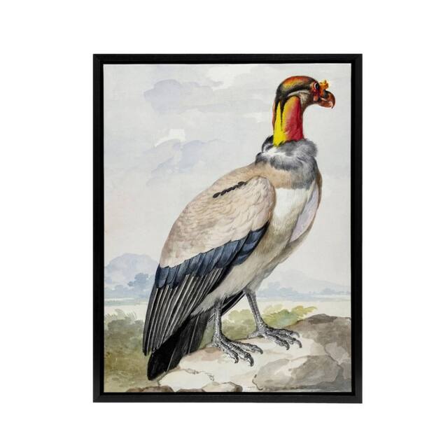 "Artery8 King Vulture Bird Vintage Watercolour Schouman Framed Canvas Wall Art - Size: W12"" x H16""" - image 1