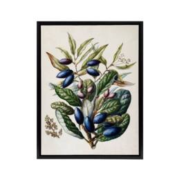 "Artery8 New Zealand Taraire Fruit Branch Featon Framed Canvas Wall Art Print in Beige - Size: W12"" x H16""" - thumbnail 1