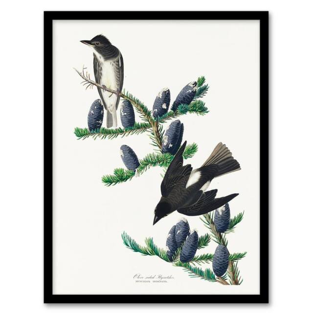 Artery8 Audubon Framed Wall Art Print Olive Sided Flycatcher Bird on Fir Tree in White - Size: A4 - image 1