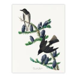 Artery8 Audubon Framed Wall Art Print Olive Sided Flycatcher Bird on Fir Tree in White - Size: A4 - thumbnail 3