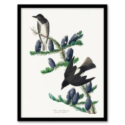 Artery8 Audubon Framed Wall Art Print Olive Sided Flycatcher Bird on Fir Tree in White - Size: A4 - thumbnail 1