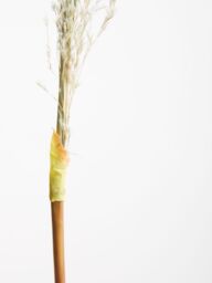 Orsina Fiori Pampas Grass Blue Stem, Natural Charm - thumbnail 2