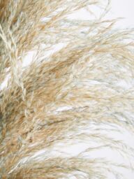 Orsina Fiori Pampas Grass Blue Stem, Natural Charm - thumbnail 3