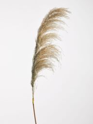 Orsina Fiori Pampas Grass Blue Stem, Natural Charm - thumbnail 4