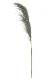 Orsina Fiori Pampas Grass Blue Stem, Natural Charm - thumbnail 1