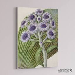 "Artery8 New Zealand Antarctic Daisy Flowers Featon Canvas Wall Art Print in Beige - Size: W12"" x H16""" - thumbnail 2