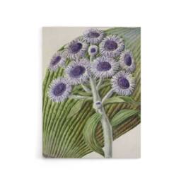 "Artery8 New Zealand Antarctic Daisy Flowers Featon Canvas Wall Art Print in Beige - Size: W12"" x H16""" - thumbnail 1