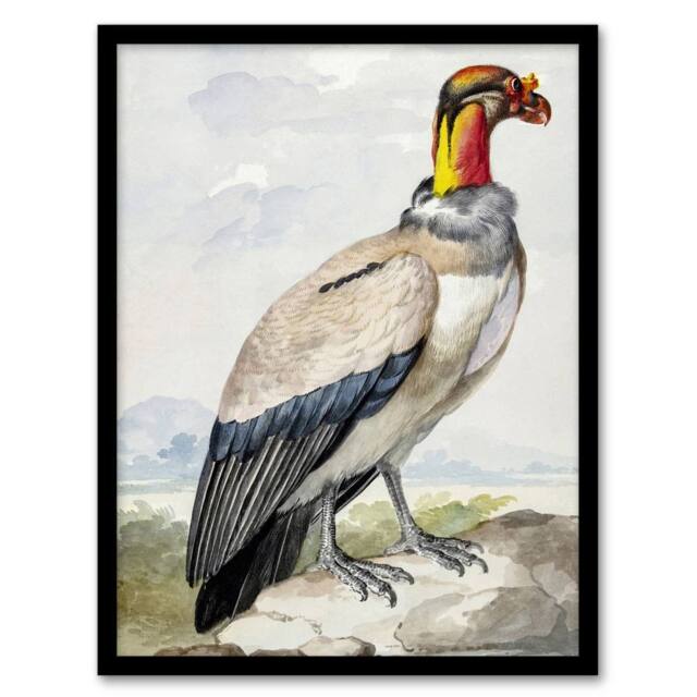 Artery8 King Vulture Bird Vintage Watercolour Schouman Framed Wall Art Print - Size: A4 - image 1