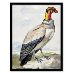 Artery8 King Vulture Bird Vintage Watercolour Schouman Framed Wall Art Print - Size: A4 - thumbnail 1