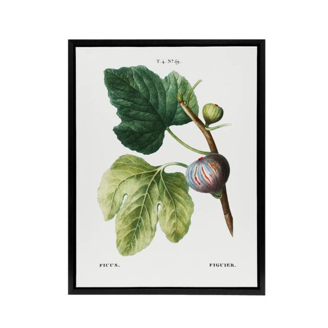 "Artery8 Botanical Ficus Carica Fig Redoute Black Framed Canvas Wall Art in White - Size: W12"" x H16""" - image 1