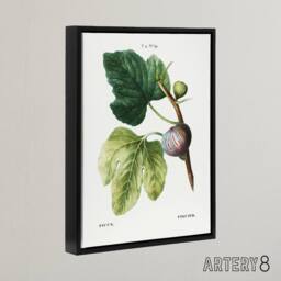 "Artery8 Botanical Ficus Carica Fig Redoute Black Framed Canvas Wall Art in White - Size: W12"" x H16""" - thumbnail 2