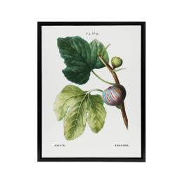 "Artery8 Botanical Ficus Carica Fig Redoute Black Framed Canvas Wall Art in White - Size: W12"" x H16""" - thumbnail 1