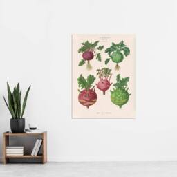 "Artery8 Kohlrabi Turnip Cabbage Ernst Benary Wall Art Poster Print in White - Size: W12"" x H16""" - thumbnail 4