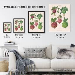 "Artery8 Kohlrabi Turnip Cabbage Ernst Benary Wall Art Poster Print in White - Size: W12"" x H16""" - thumbnail 3