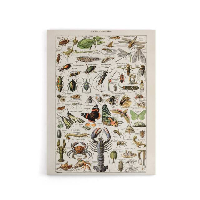 "Artery8 Millot Encyclopedia Arthropods Canvas Wall Art Print - Size: W24"" x H32""" - image 1