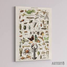 "Artery8 Millot Encyclopedia Arthropods Canvas Wall Art Print - Size: W24"" x H32""" - thumbnail 2