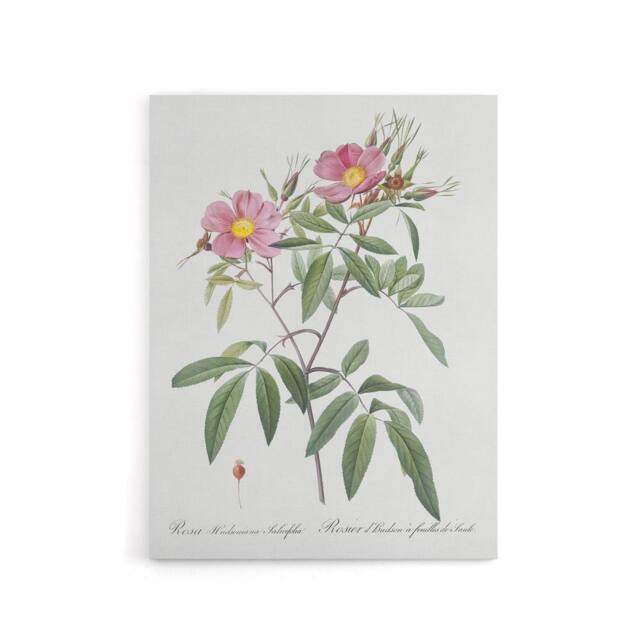 "Artery8 Hudson Swamp Rose Flowers Redoute Vintage Canvas Wall Art in White - Size: W18"" x H24""" - image 1