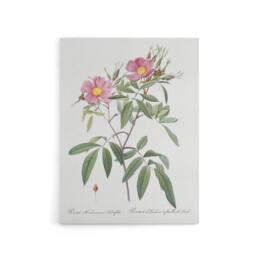 "Artery8 Hudson Swamp Rose Flowers Redoute Vintage Canvas Wall Art in White - Size: W18"" x H24""" - thumbnail 1
