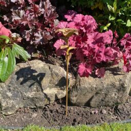 Minster Garden Stake Candle Holder - L8 x W8 x H63 cm in Brown - Size: 1 Pack - thumbnail 3
