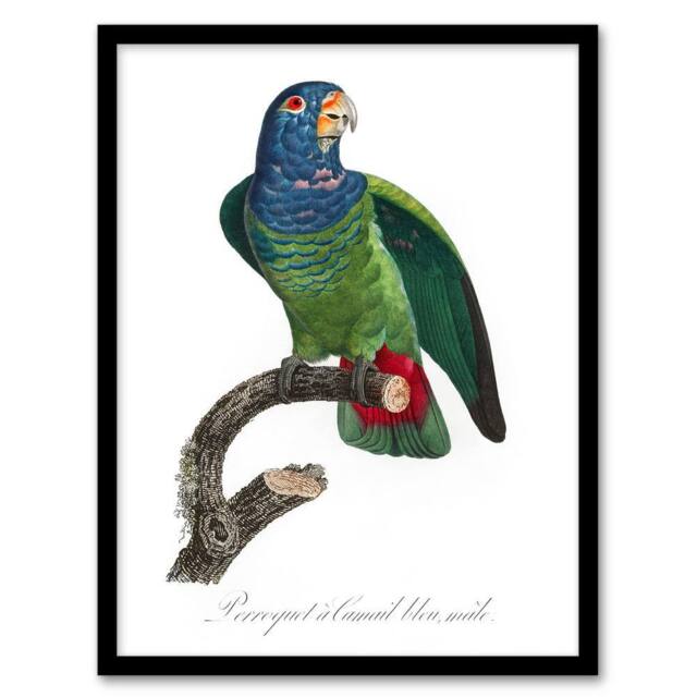 Artery8 The Blue Headed Parrot Francois Levaillant Framed Wall Art Print in White - Size: A4 - image 1