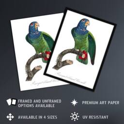 Artery8 The Blue Headed Parrot Francois Levaillant Framed Wall Art Print in White - Size: A4 - thumbnail 2