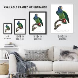 Artery8 The Blue Headed Parrot Francois Levaillant Framed Wall Art Print in White - Size: A4 - thumbnail 3