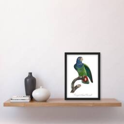 Artery8 The Blue Headed Parrot Francois Levaillant Framed Wall Art Print in White - Size: A4 - thumbnail 4