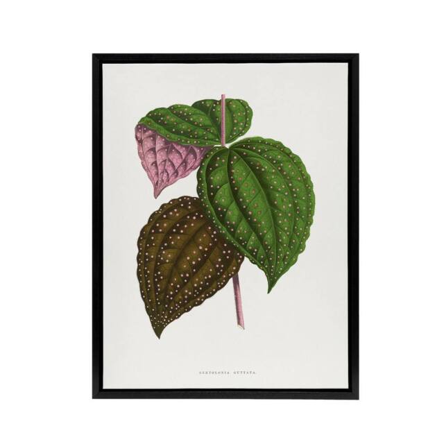"Artery8 AF Lydon Benjamin Fawcett Bertolonia Guttata Leaves Framed Canvas Art in White - Size: W12"" x H16""" - image 1