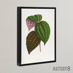 "Artery8 AF Lydon Benjamin Fawcett Bertolonia Guttata Leaves Framed Canvas Art in White - Size: W12"" x H16""" - thumbnail 2