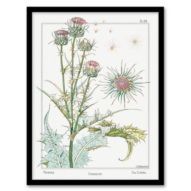 Artery8 Maurice Pillard Verneuil Framed Wall Art Print Thistle Flower Plant in White - Size: A4 - image 1