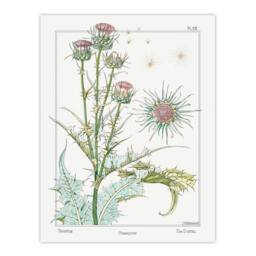 Artery8 Maurice Pillard Verneuil Framed Wall Art Print Thistle Flower Plant in White - Size: A4 - thumbnail 3