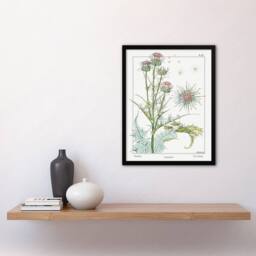 Artery8 Maurice Pillard Verneuil Framed Wall Art Print Thistle Flower Plant in White - Size: A4 - thumbnail 2