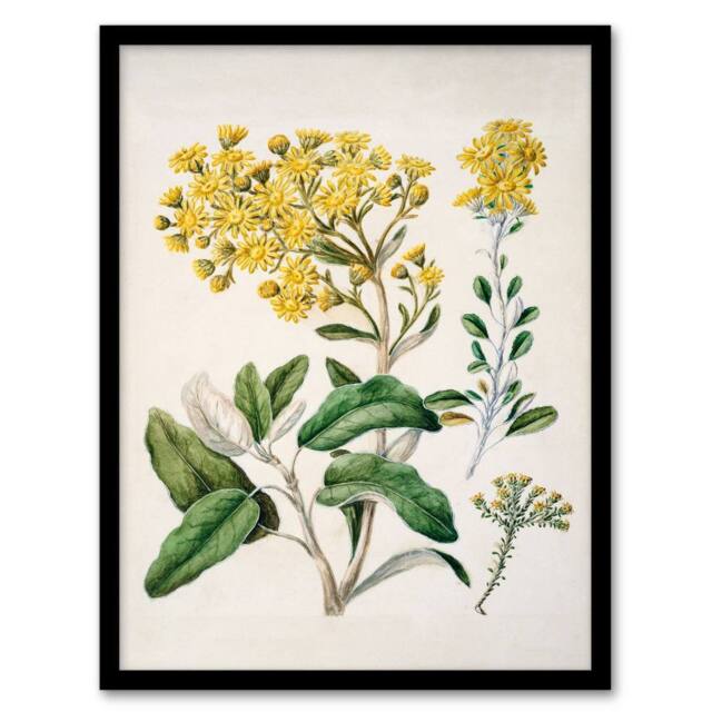 Artery8 Sarah Featon Framed Wall Art New Zealand Brachyglottis Daisy Flowers in Beige - Size: A4 - image 1