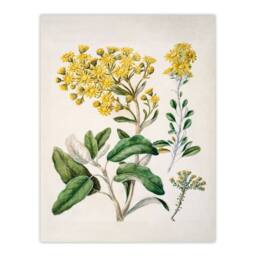 Artery8 Sarah Featon Framed Wall Art New Zealand Brachyglottis Daisy Flowers in Beige - Size: A4 - thumbnail 3