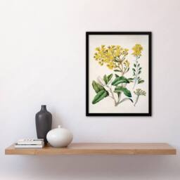 Artery8 Sarah Featon Framed Wall Art New Zealand Brachyglottis Daisy Flowers in Beige - Size: A4 - thumbnail 2