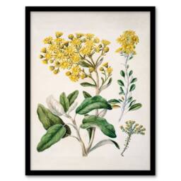 Artery8 Sarah Featon Framed Wall Art New Zealand Brachyglottis Daisy Flowers in Beige - Size: A4 - thumbnail 1