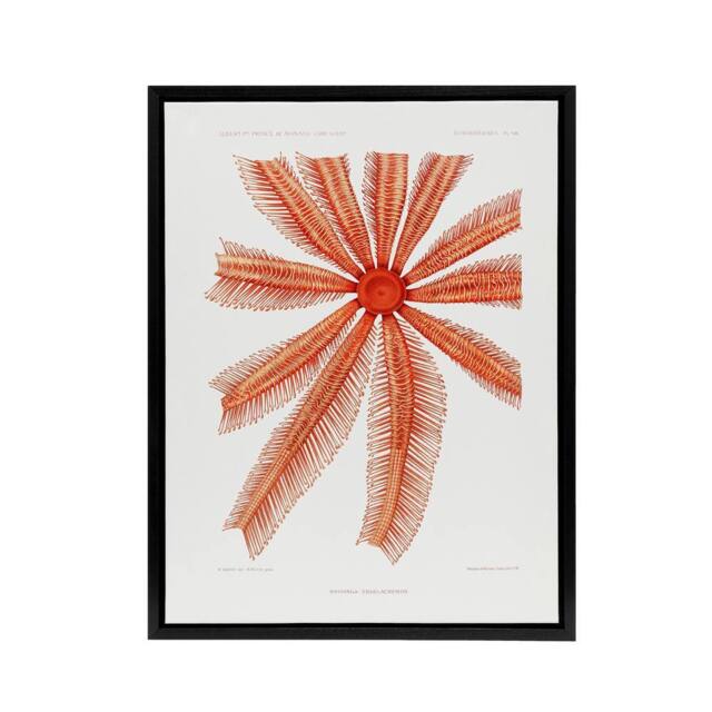 "Artery8 Brisingida Starfish Marine Life Albert I Framed Canvas Wall Art Print in White - Size: W12"" x H16""" - image 1