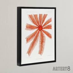 "Artery8 Brisingida Starfish Marine Life Albert I Framed Canvas Wall Art Print in White - Size: W12"" x H16""" - thumbnail 2
