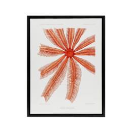 "Artery8 Brisingida Starfish Marine Life Albert I Framed Canvas Wall Art Print in White - Size: W12"" x H16""" - thumbnail 1