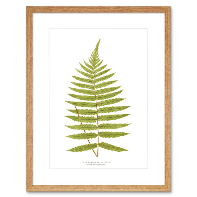 "Artery8 Wall Art Print Fern Gymnogramma Villosa Art Framed 9x7 inch in Beige - Size: W7"" x H9""" - image 1