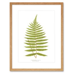 "Artery8 Wall Art Print Fern Gymnogramma Villosa Art Framed 9x7 inch in Beige - Size: W7"" x H9""" - thumbnail 1