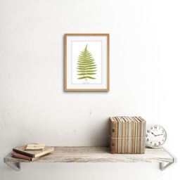 "Artery8 Wall Art Print Fern Gymnogramma Villosa Art Framed 9x7 inch in Beige - Size: W7"" x H9""" - thumbnail 2