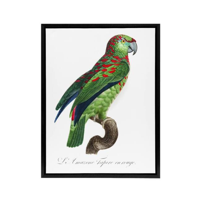 "Artery8 The Blue Fronted Amazon Parrot Levaillant Framed Canvas Wall Art Print in White - Size: W12"" x H16""" - image 1