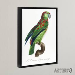 "Artery8 The Blue Fronted Amazon Parrot Levaillant Framed Canvas Wall Art Print in White - Size: W12"" x H16""" - thumbnail 2