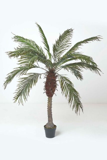 Homescapes Phoenix Palm Tree in Pot, 160 cm Tall in Green - image 1