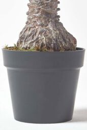 Homescapes Phoenix Palm Tree in Pot, 160 cm Tall in Green - thumbnail 3