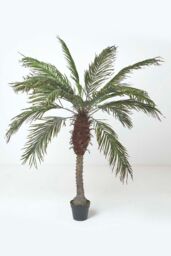 Homescapes Phoenix Palm Tree in Pot, 160 cm Tall in Green - thumbnail 1
