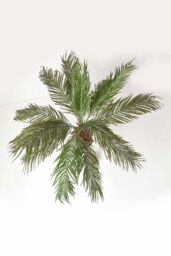 Homescapes Phoenix Palm Tree in Pot, 160 cm Tall in Green - thumbnail 2