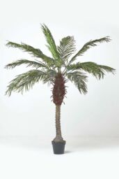 Homescapes Phoenix Palm Tree in Pot, 160 cm Tall in Green - thumbnail 5