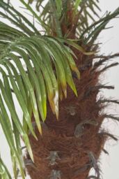 Homescapes Phoenix Palm Tree in Pot, 160 cm Tall in Green - thumbnail 4